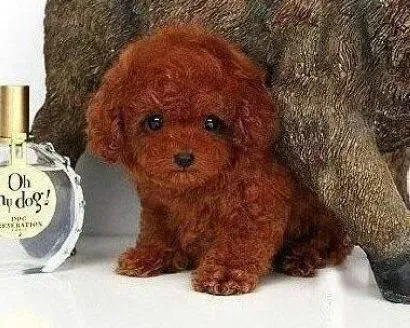 泰迪犬|怎样给泰迪犬做洗澡后的护理工作