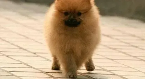 博美犬|爱它就要抚摸它 为什么要经常抚摸博美犬