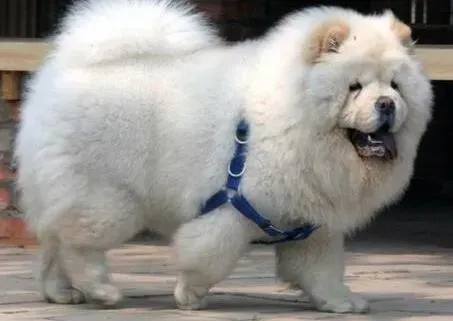 松狮犬|易患疾病分类大全 松狮犬最容易患上哪种疾病