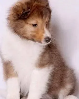 喜乐蒂|主人们要让喜乐蒂犬明白什么该做什么不该做