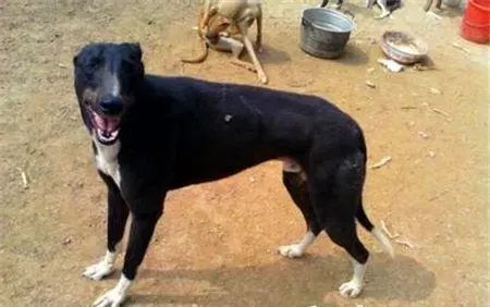 灵缇幼犬几个月长成年 1岁半左右发育完成 | 灵缇犬
