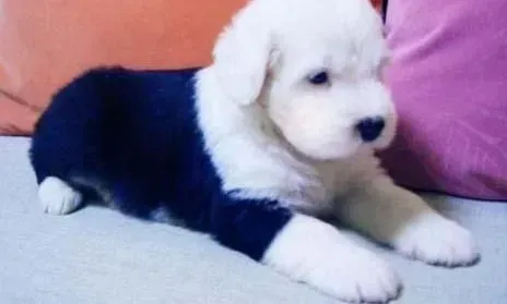 古代牧羊犬|如何治疗古代牧羊犬患消化阻塞
