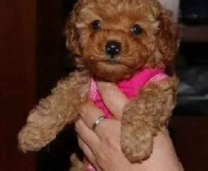 贵宾犬|才貌双全 全面培养贵宾幼犬的完美素质