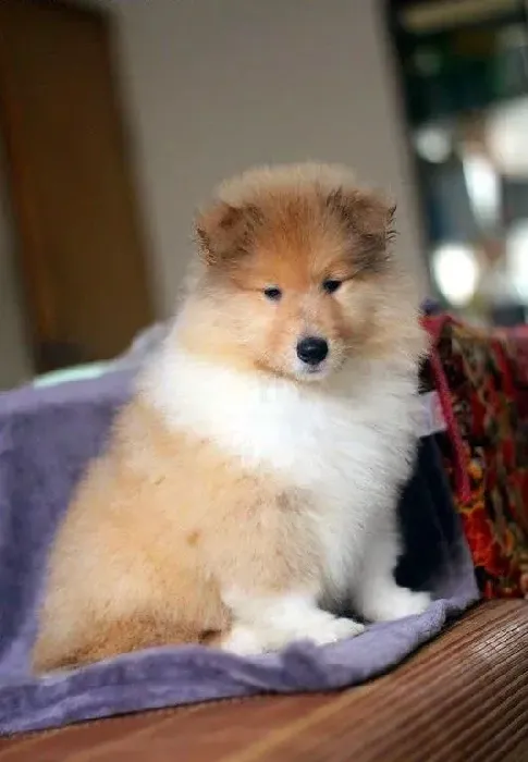 苏格兰牧羊犬|苏格兰牧羊犬有哪些健康问题