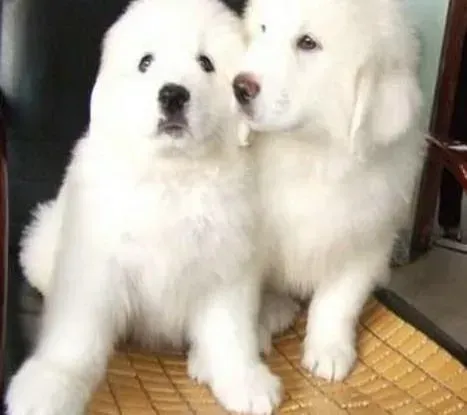 大白熊犬|健康饮食 哪些食物是大白熊犬禁食的
