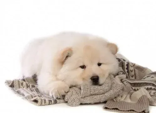 松狮犬|遛狗方知不易 带松狮犬遛弯要注意哪些事情