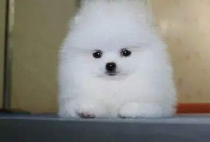 博美犬|请问博美犬可以吃鸡蛋吗 会有不良影响吗