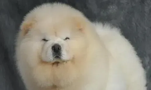 松狮犬|导致松狮犬过于瘦弱的四大原因