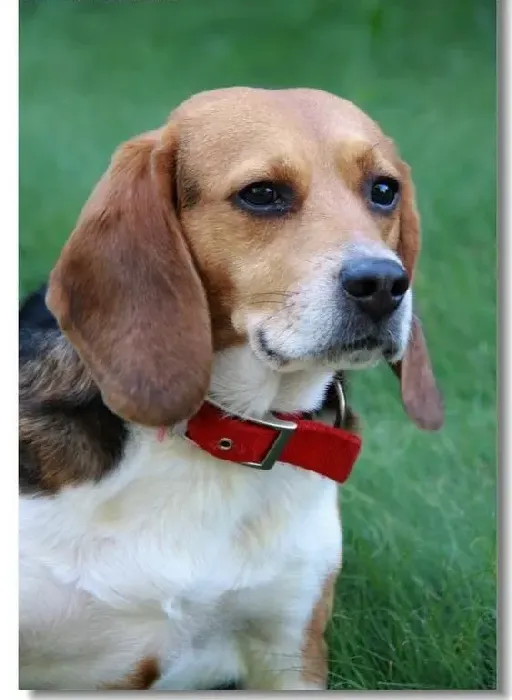 比格犬|如何科学的护理好比格犬的眼睛
