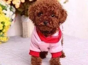 贵宾犬|训练贵宾犬期间要懂得的三点