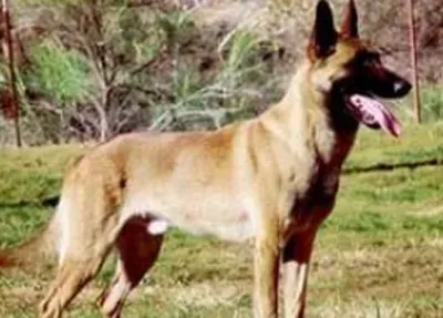 比利时特伏丹犬的养护常识 注意梳理被毛 | 比利时特伏丹犬