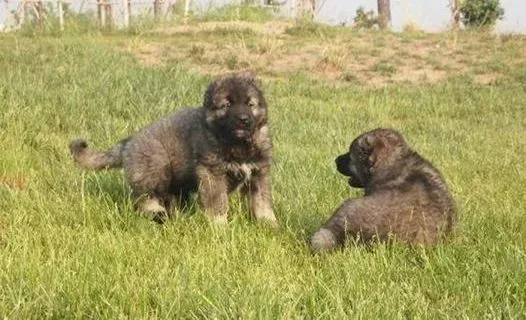 高加索犬|夏季养狗需谨慎 饲养高加索犬要注意哪些事情