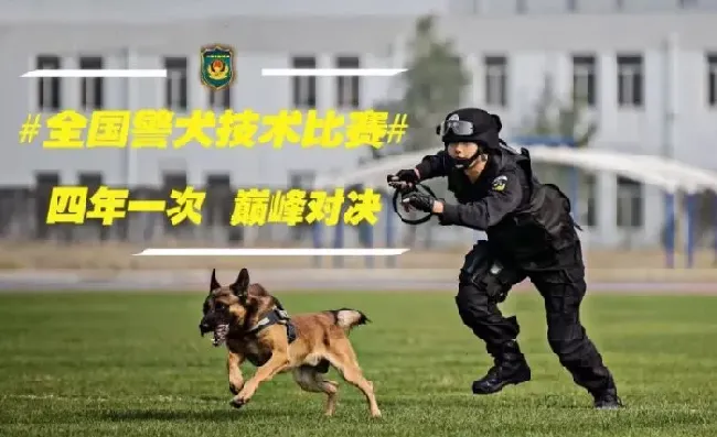 小黑警犬眉眼间横贴ok蹦 坚定小表情萌翻网友 | 狗