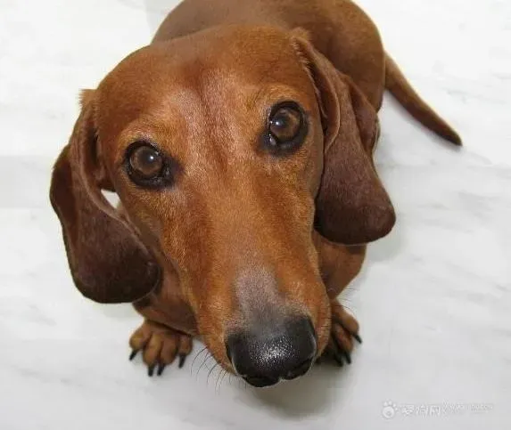 腊肠犬|怎样帮助腊肠犬消灭敌人—虱子