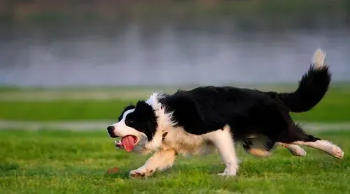 边境牧羊犬有多聪明 不需要训练的狗狗 | 边境牧羊犬