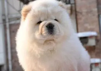 松狮犬|生命在于运动 经常带松狮犬散步好处多