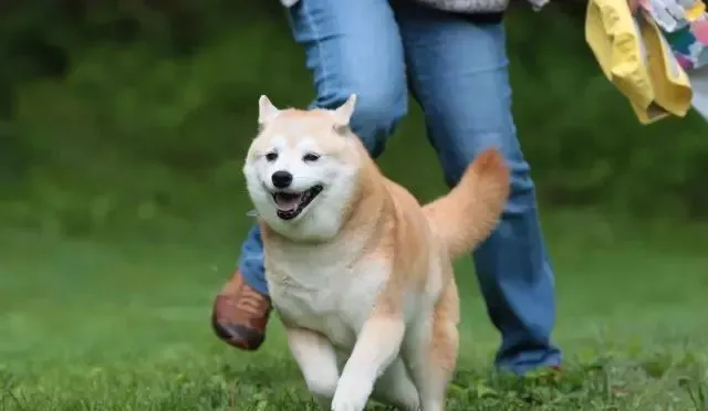 柴犬尾巴几个月卷 正常来说两个月基本卷尾了 | 柴犬