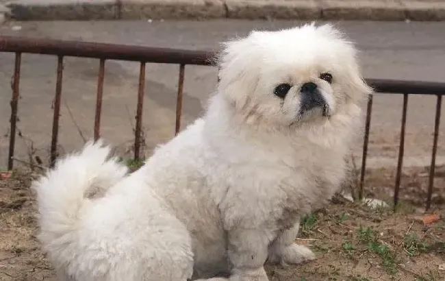 京巴狗|狗狗怀孕日记 如何护理产后的京巴犬