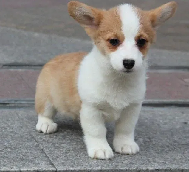 柯基犬|怎么训练柯基犬叼飞盘呢