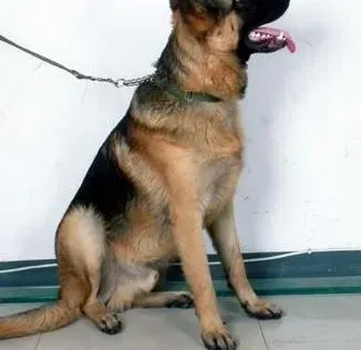 德国牧羊犬|健康洗澡 为德国牧羊犬洗澡的基本常识