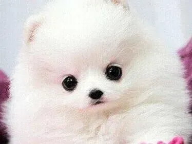 博美犬|呈贡宠物美容 博美篇