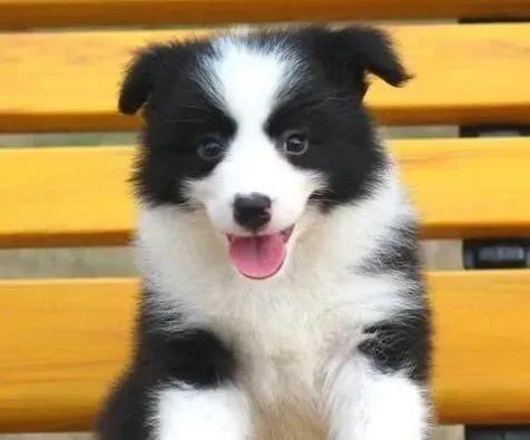 边境牧羊犬|边境牧羊犬拉稀带有白色的虫子，不吃东西怎么办