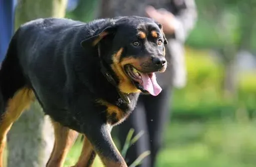 罗威纳犬的驯养方法 罗威纳犬适合于训练专项科目 | 罗威纳犬