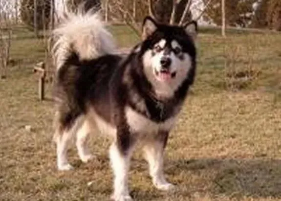 阿拉斯加犬|阿拉斯加犬患上皮肤真菌病的原因和预防措施