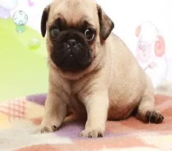 巴哥犬|巴哥犬为什么会喜欢咬鞋子