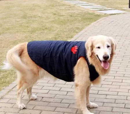 大型狗的衣服怎么做 第一步就是量体 | 狗