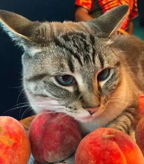 让猫咪没有抵抗力的 居然是具有神秘气息的水蜜桃 | 猫