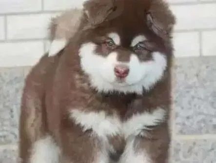阿拉斯加犬|我家阿拉斯加犬长湿疹了怎么办