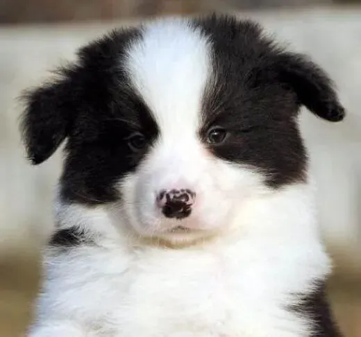 边境牧羊犬|火热季节 如何帮助边境牧羊犬度过炎热考验