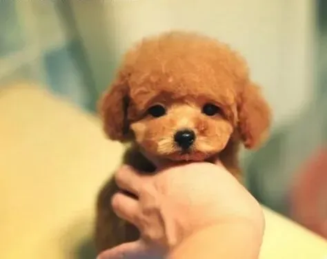 泰迪犬|纠正泰迪犬乱咬东西的习惯要做什么训练