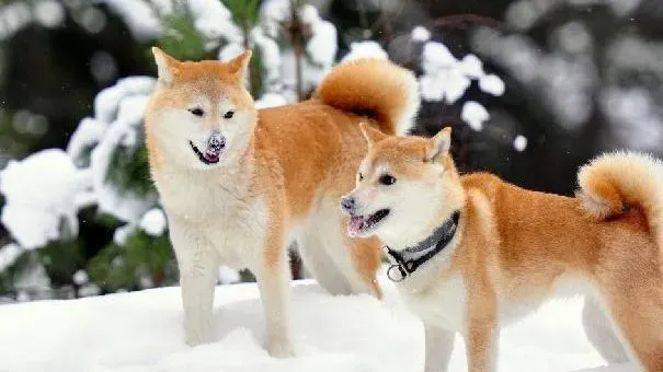 秋田犬|秋田犬患犬细小病毒症状 犬细小病毒怎么预防