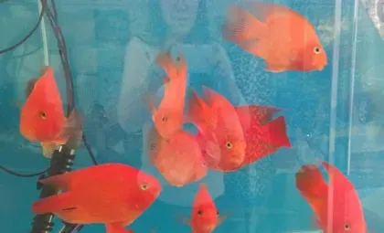 鹦鹉鱼蒙眼病怎么治 大多因水质恶化造成 | 鹦鹉鱼