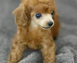贵宾犬|母贵宾犬第一次发情需要注意哪些事项