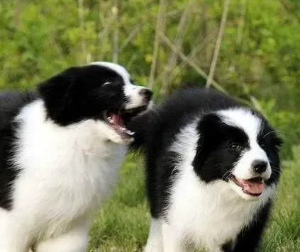 边境牧羊犬|我家边境牧羊犬感冒老是不好怎么治疗