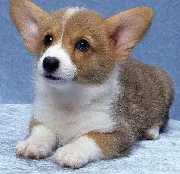 柯基犬|柯基犬饭量增加后便便有点软是怎么了