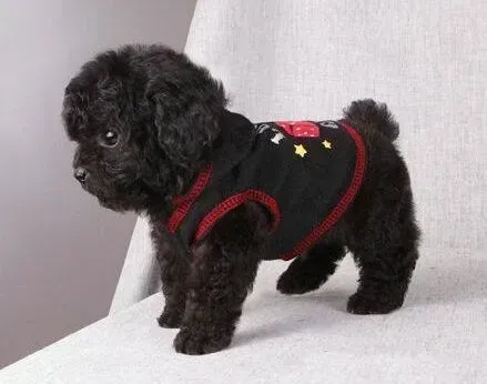 泰迪犬|我家泰迪犬为什么老偷吃粑粑