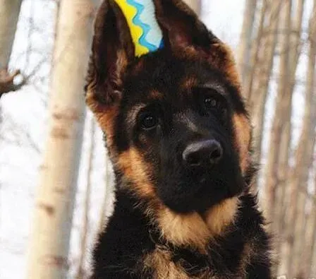 德国牧羊犬|家常巧护理 如何饲养年幼的德国牧羊犬