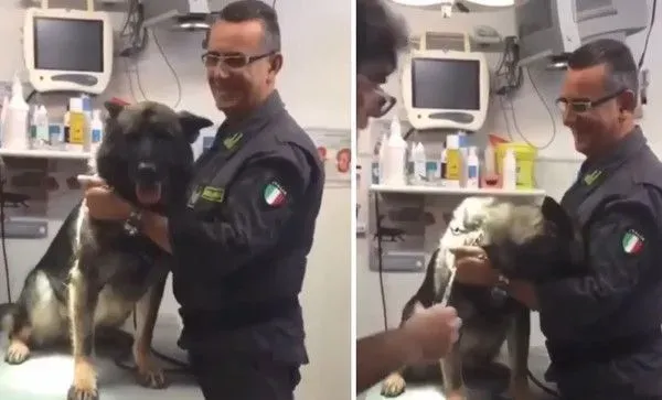 打针果然是毛孩的恶梦 凶勐印象的警犬也怕怕 | 狗