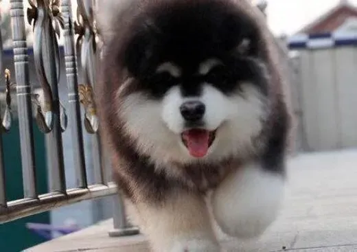 阿拉斯加犬|饲养阿拉斯加雪橇犬知识的正确问答