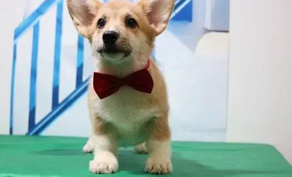 柯基犬|柯基犬鼻头发干没有食欲求判断是什么疾病