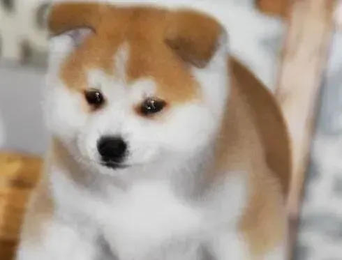 秋田犬|教秋田犬安全进入笼子的方法和应对措施