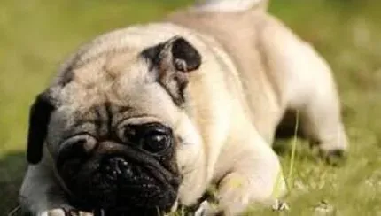 巴哥犬|巴哥犬的喂养有哪些可以值得借鉴的地方