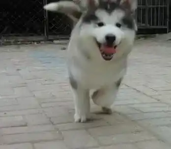 阿拉斯加犬|了解阿拉斯加雪橇犬妊娠期的照顾理念