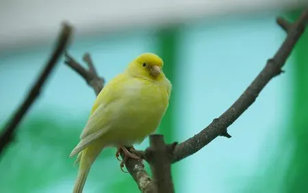 金丝雀的饲养方法 金丝雀日常的饲养管理 | 金丝雀