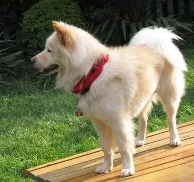 秋田犬|了解狗狗性格 分辨秋田犬是否有攻击性