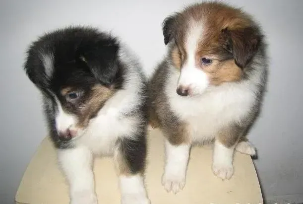 苏格兰牧羊犬|如何改正苏格兰牧羊犬爱吃便便的毛病
